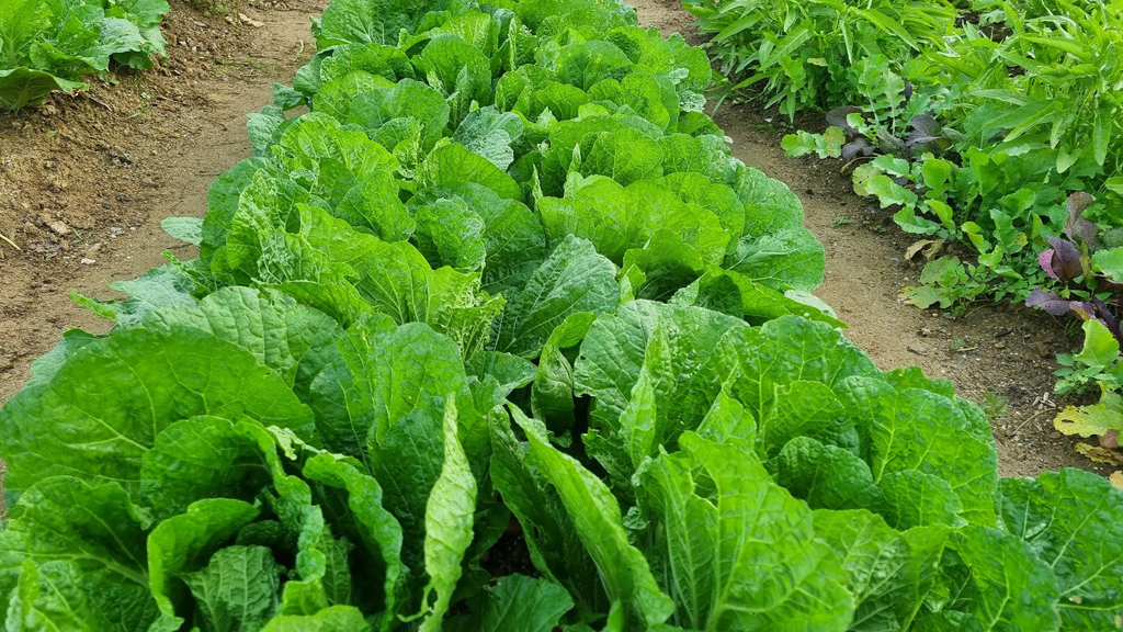 저는 11월이 가기전에 김장을 담가야 겠습니다